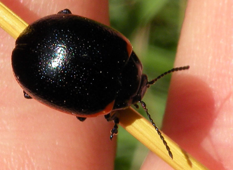 Due Chrysomelidae